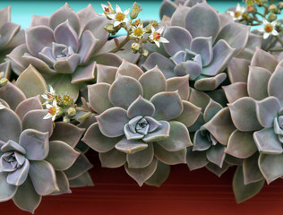 Sempervivum or houseleek flowers