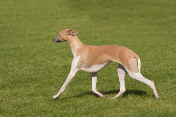 Obraz na płótnie Canvas elegant greyhound pacing