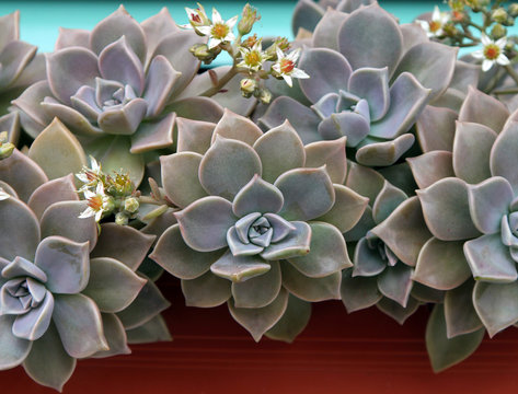 Sempervivum or houseleek flowers