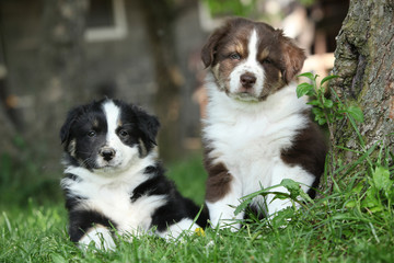 Two amazing puppies lying together in the grass