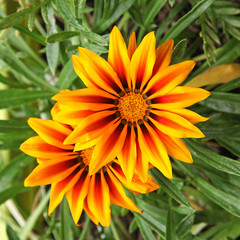 gazania