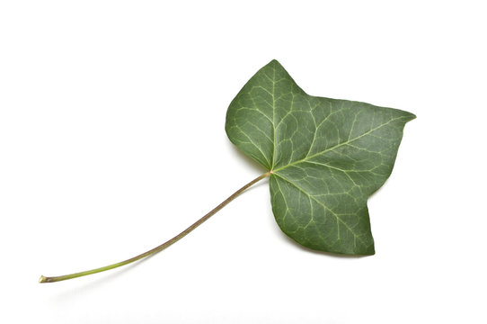 feuille de lierre isol&eacute;e sur fond blanc