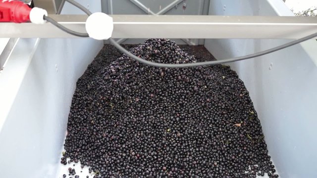 raisins &eacute;rafl&eacute;s