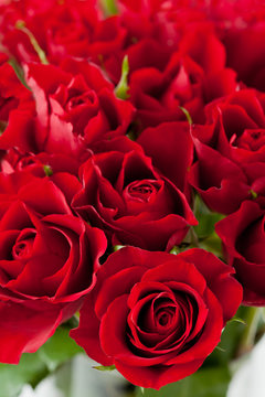 Bunch of bright red roses, close up