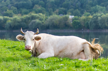 cow grazing in a meadow