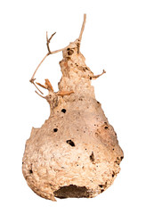 Wasp nest