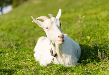 Portrait of a goat on a green meadow.