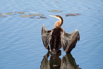 A wild African Darter bird drying on a stump in a lake