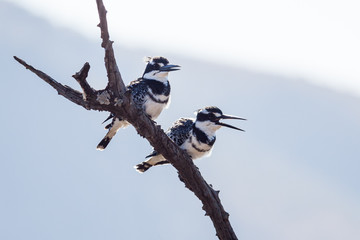 A mating pair of wild Pied Kingfishers perched on a branch