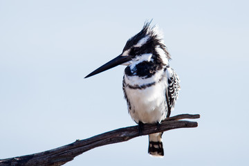 A wild Pied Kingfisher perched on a branch above a river - Powered by Adobe