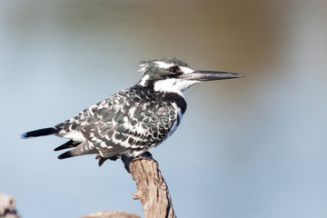A wild Pied Kingfisher perched on a branch above a river