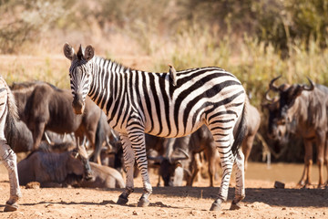 Obraz na płótnie Canvas A wild Burchells Zebra standing amongst a herd of wildebeest
