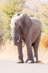 Fototapeta na wymiar A large wild African Elephant standing in the road