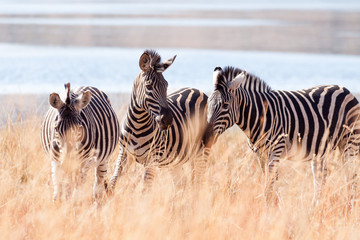 A small herd of wild Burchells Zebra grazing near a lake