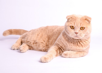 Relaxed scottish fold cat laying on the white background