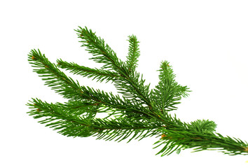 Naklejka premium spruce twig