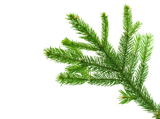 Fototapeta premium spruce twig
