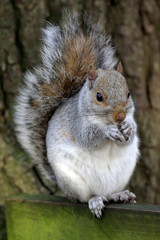 Grey Squirrel - Sciurus carolinensis