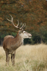 Obraz na płótnie Canvas Red Deer, Deer, Cervus elaphus