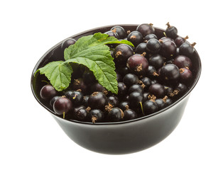 Black currant