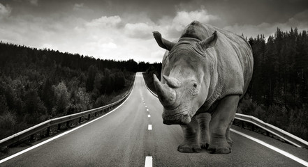 huge rhino on asphalt way