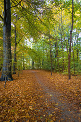 Obraz premium indian summer