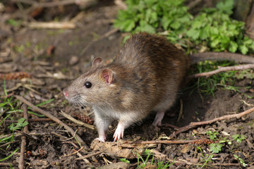 Naklejka na ściany i meble Brown Rat - Rattus norvegicus