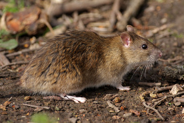 Brown Rat - Rattus norvegicus