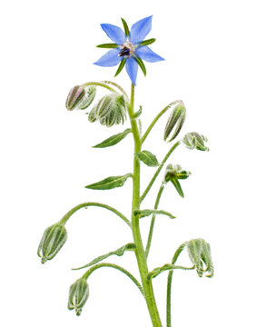 borage
