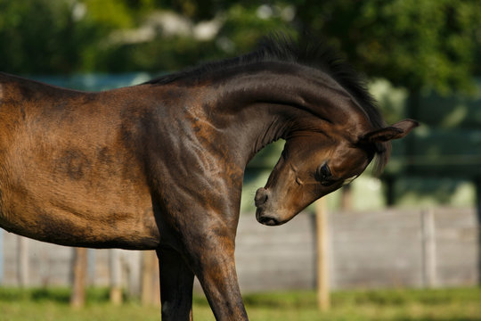 Fohlen in Hyperflexion