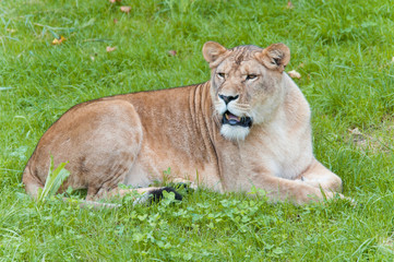 female lion lying lazy in the lawn