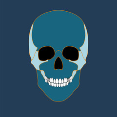 Vector illustration of colored skull