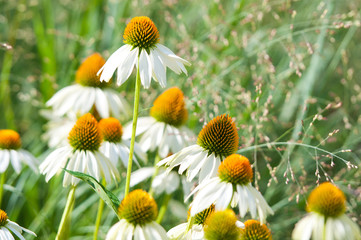 closeup of white coneflowers - echinacea