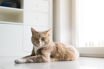 Ginger Cat relaxing on apartment floor. Looking at camera.