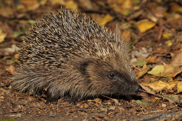 Hedgehog - Erinaceus europaeus