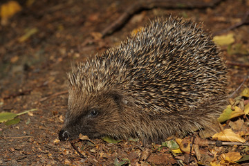Hedgehog - Erinaceus europaeus