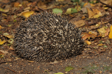 Hedgehog - Erinaceus europaeus