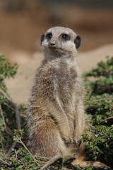 Fototapeta premium Meerkat - Suricata suricatta