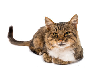 Obraz premium cat isolated