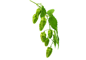 hop cones
