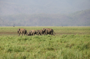 Fototapeta na wymiar A group of elephants in the grassland