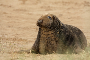 Grey Seal - Halichorus grypus