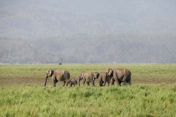 A herd of Asiatic elephants