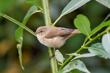 Common Chiffchaff (Phylloscopus collybita)