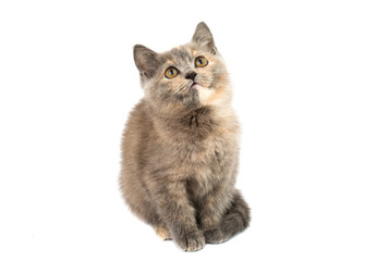 Fototapeta na wymiar gray kitten