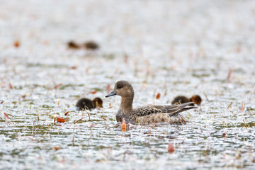 Anas penelope, Eurasian Wigeon.
