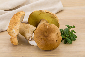 Boletus mushroom