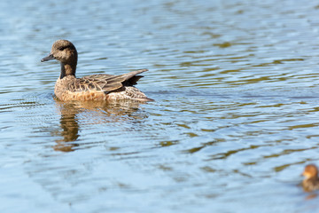 Anas penelope, Eurasian Wigeon.