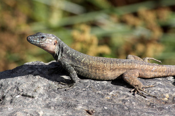 Gran Canaria Lizard - Gallotia stehlins