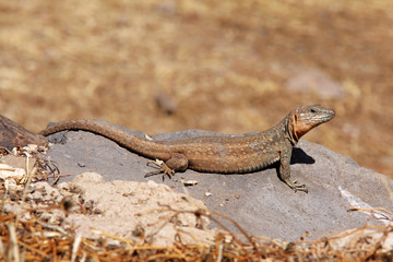 Gran Canaria Lizard - Gallotia stehlins